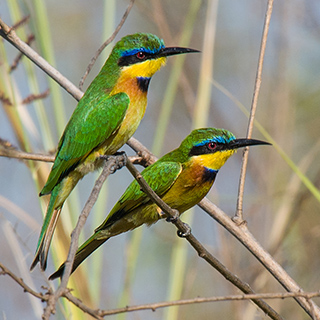 Lake Chamo - Blue-breasted Bee-eaters